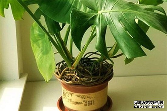 龟背竹种植注意事项，提供疏松土壤并避免中毒