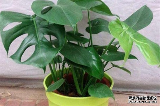 龟背竹种植注意事项，提供疏松土壤并避免中毒