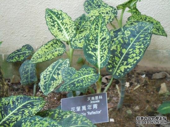 万年青插土里能活吗，嫩枝老枝插土里都可以活