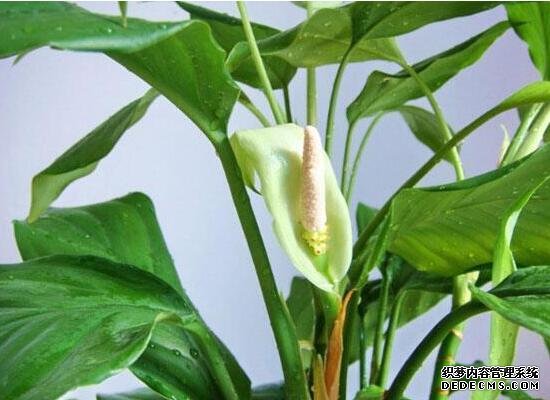 万年青插土里能活吗，嫩枝老枝插土里都可以活