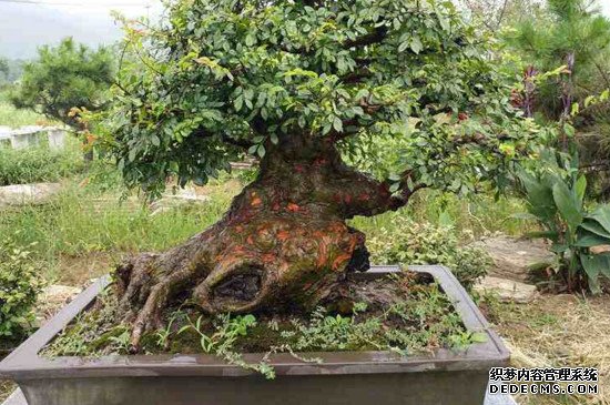 怎样判定盆景榆树死了