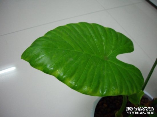 滴水观音的叶子边缘发黄