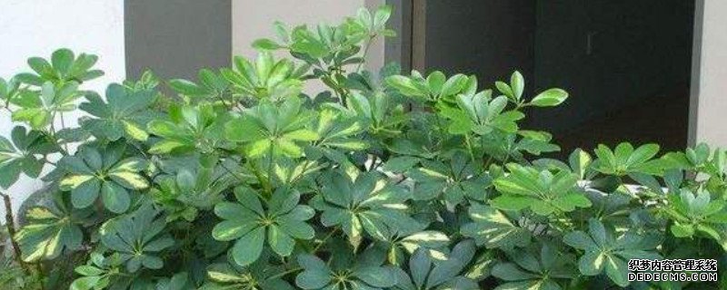 鸭掌木怎么修剪造型