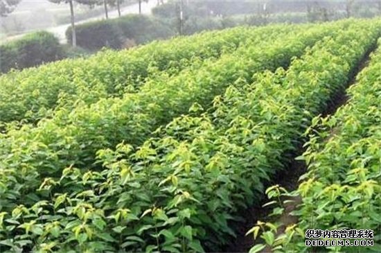 车厘子大棚栽培技术