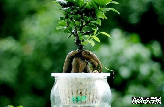 人参榕怎么水培，注意前四周养护即可成功