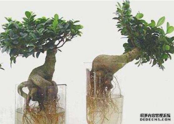 人参榕怎么水培，注意前四周养护即可成功