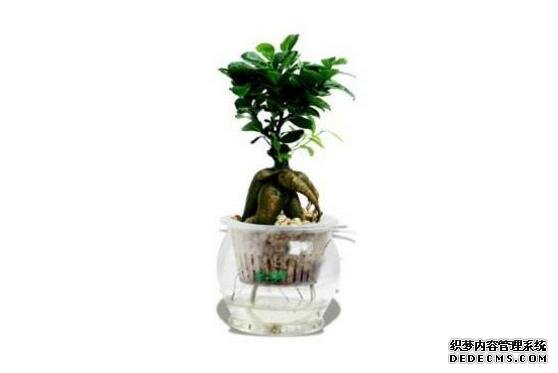 人参榕怎么水培，注意前四周养护即可成功