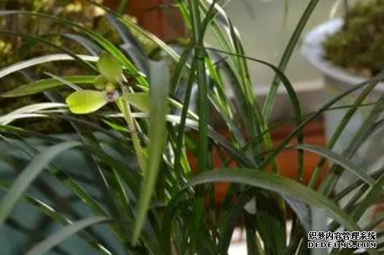 花中君子是什么