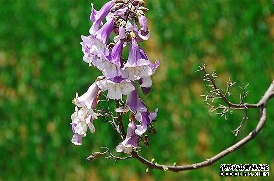 梧桐花和泡桐花的区别，4个步骤区分两者不同
