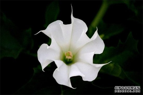 曼陀罗花的传说，五大传说/东西方看法截然相反