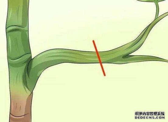 鹅掌木怎么修剪，只需两步让你的鹅掌木茁壮又好看