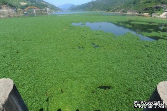 水葫芦如何治理，机械搅碎并生物防治