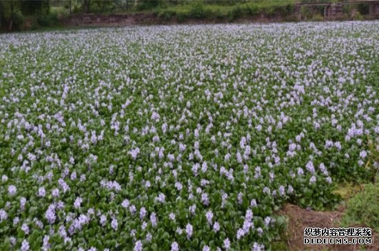 水葫芦如何治理，机械搅碎并生物防治