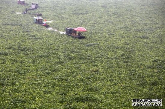 水葫芦如何治理，机械搅碎并生物防治