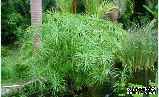 水竹健康植株
