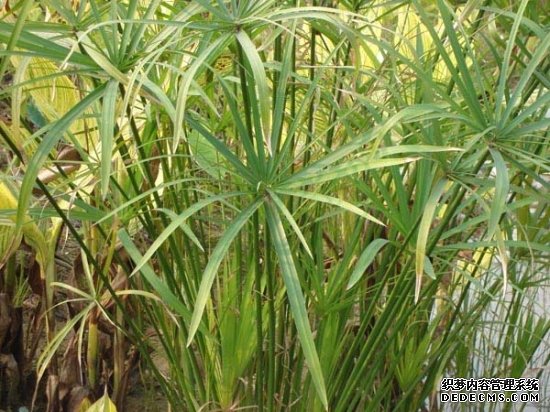 叶子发黄的水竹（ 缺肥黄 ）