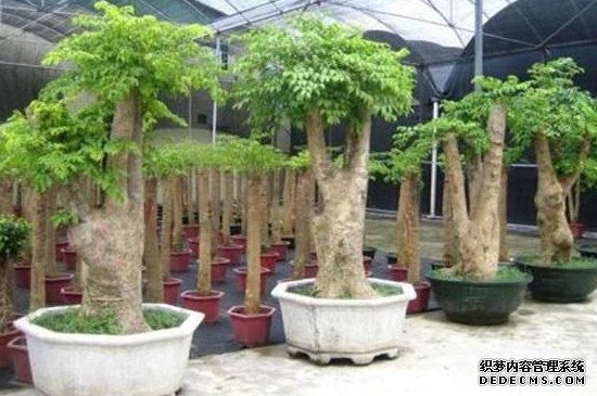 幸福树落叶是什么原因造成的