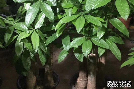 如何辨别发财树缺水还是多水