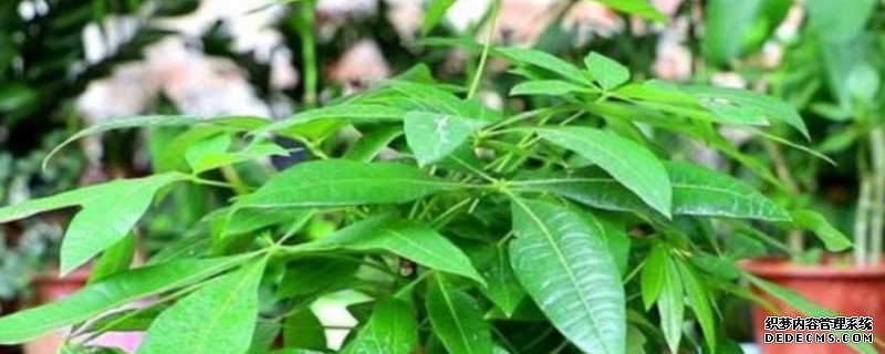 如何辨别发财树缺水还是多水