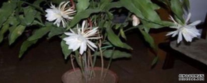 昙花长杆子多久开花