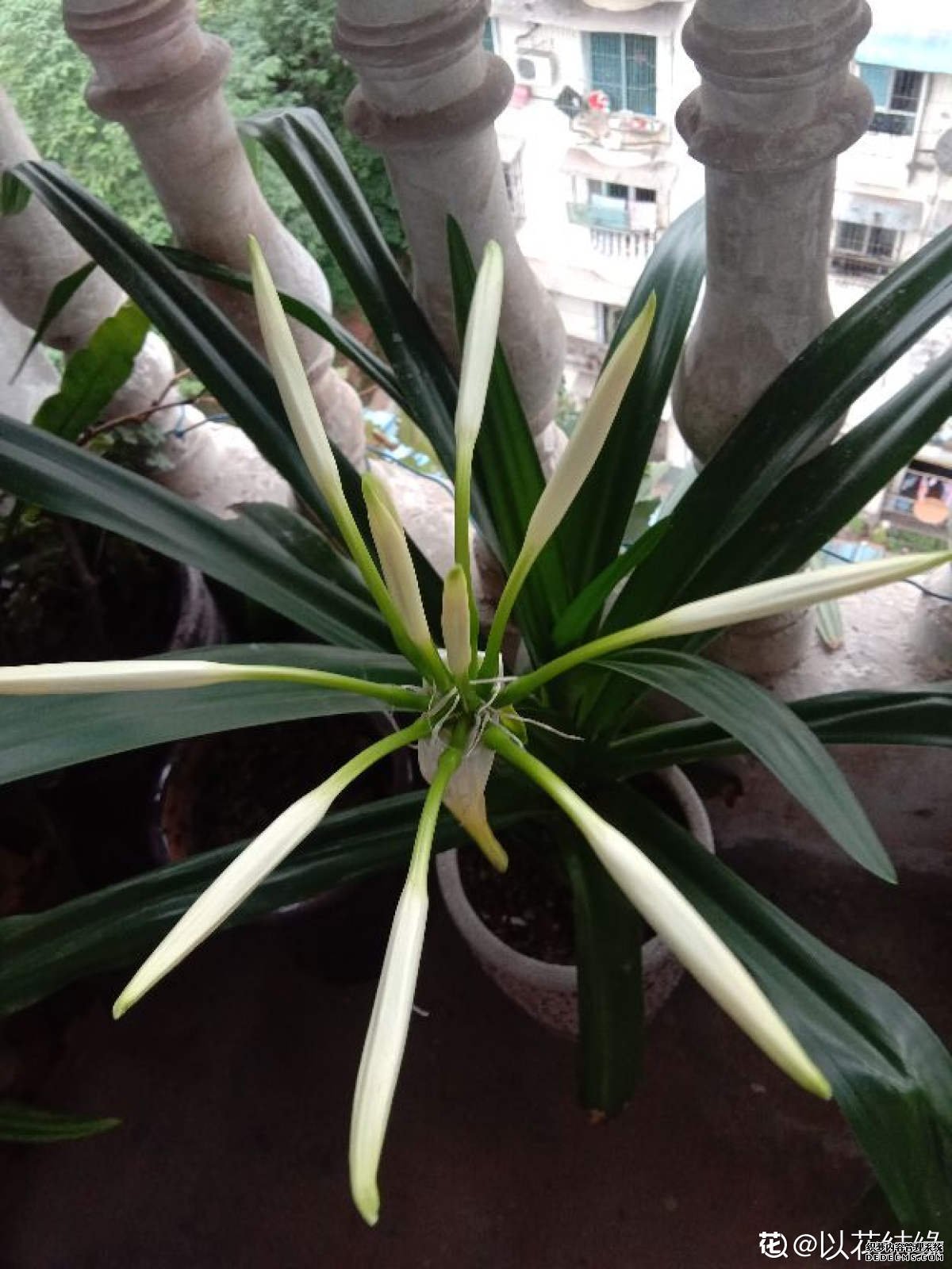 红色文殊兰