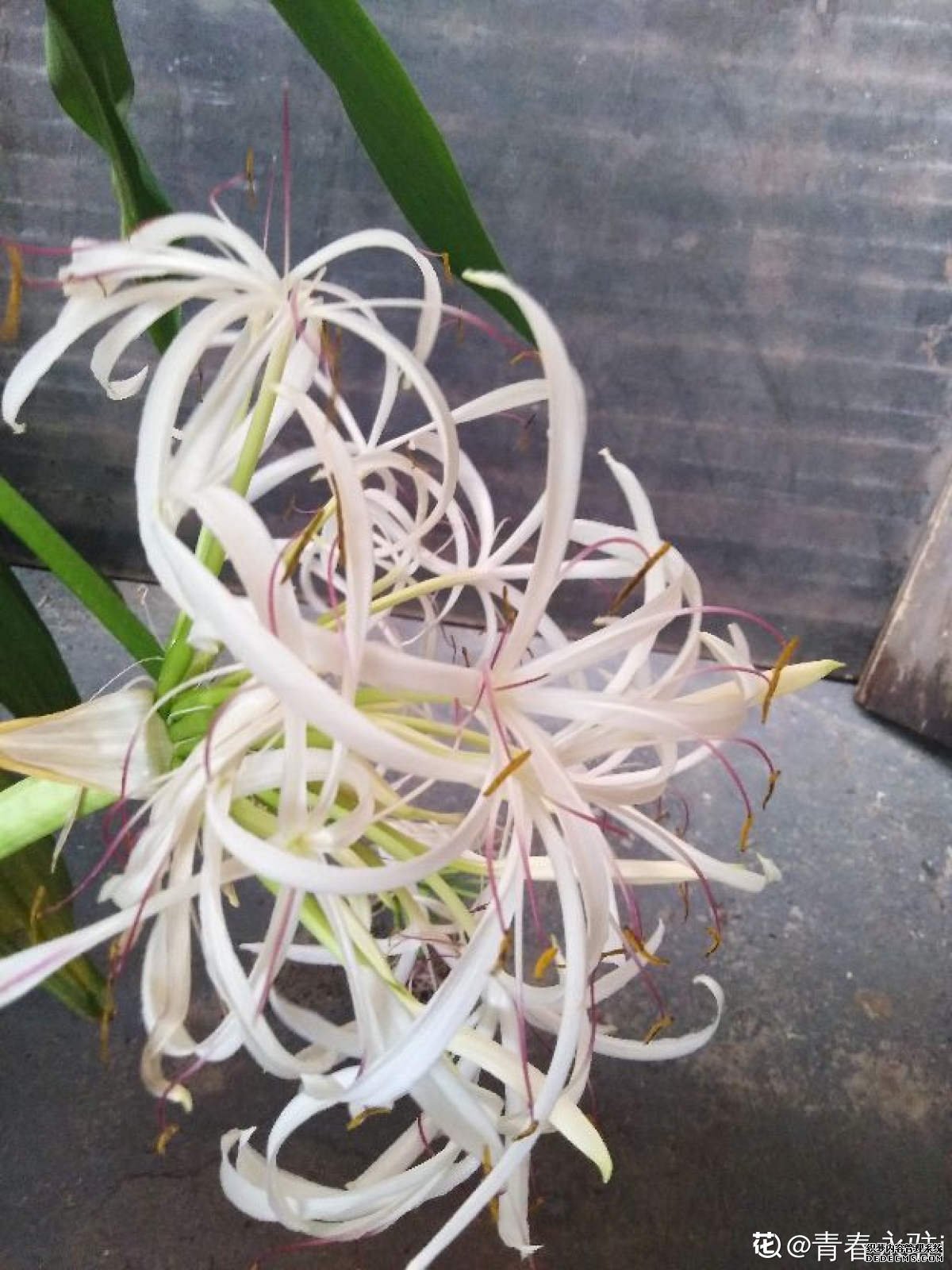 单株文殊兰