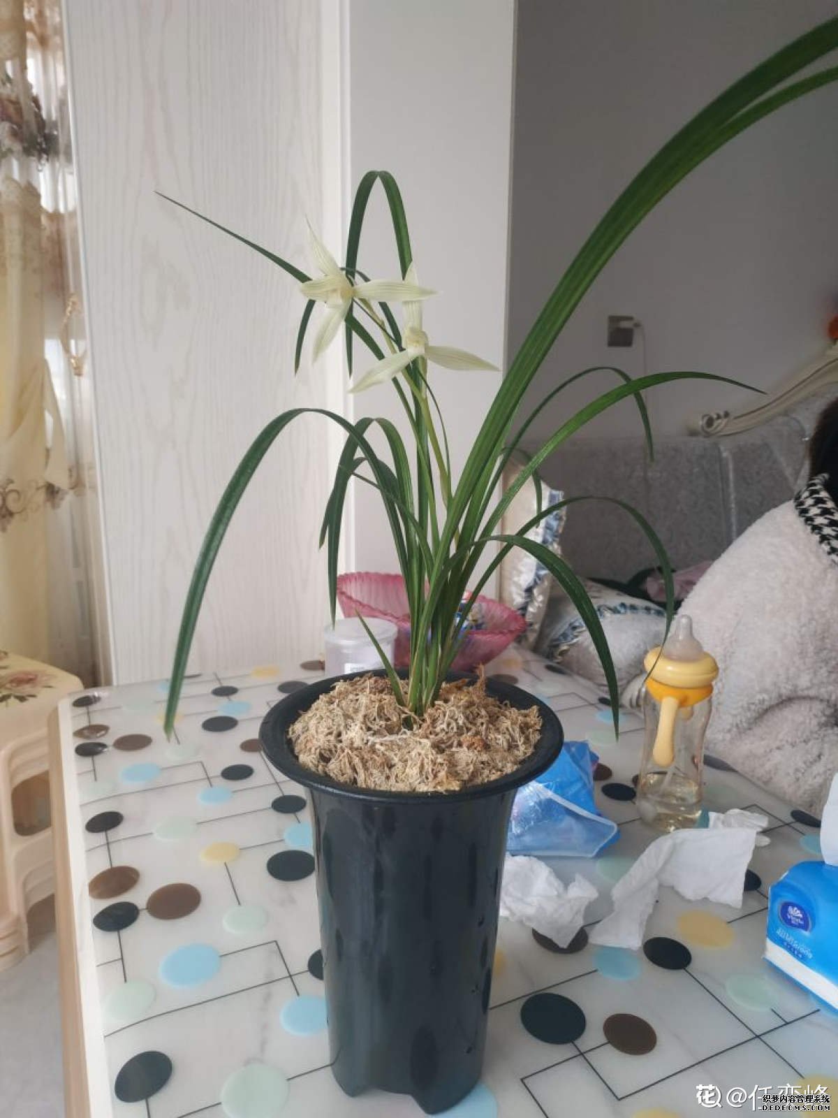 静静绽放的雪素