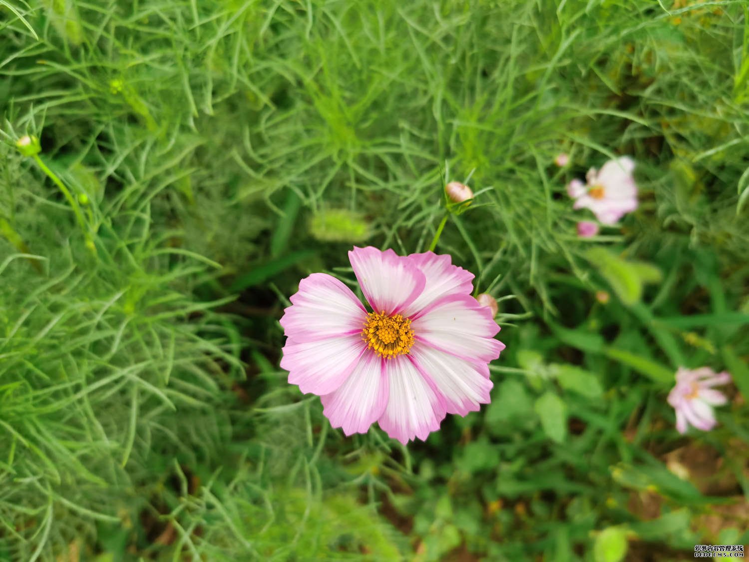 大波斯菊