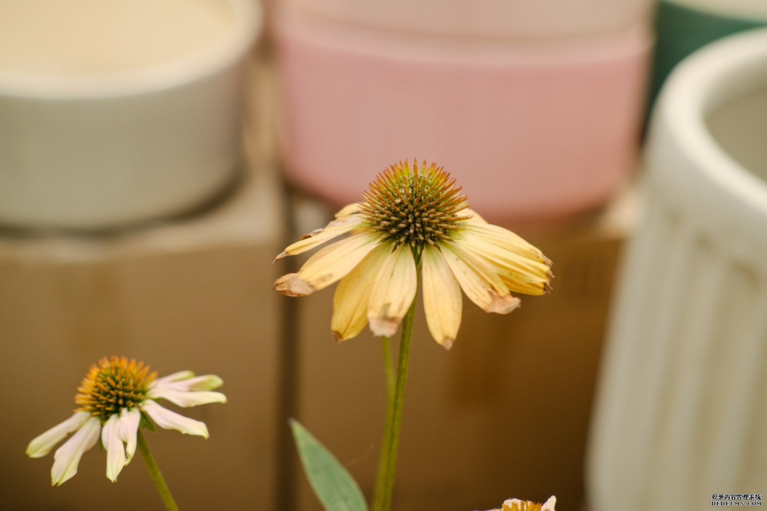 粉色松果菊