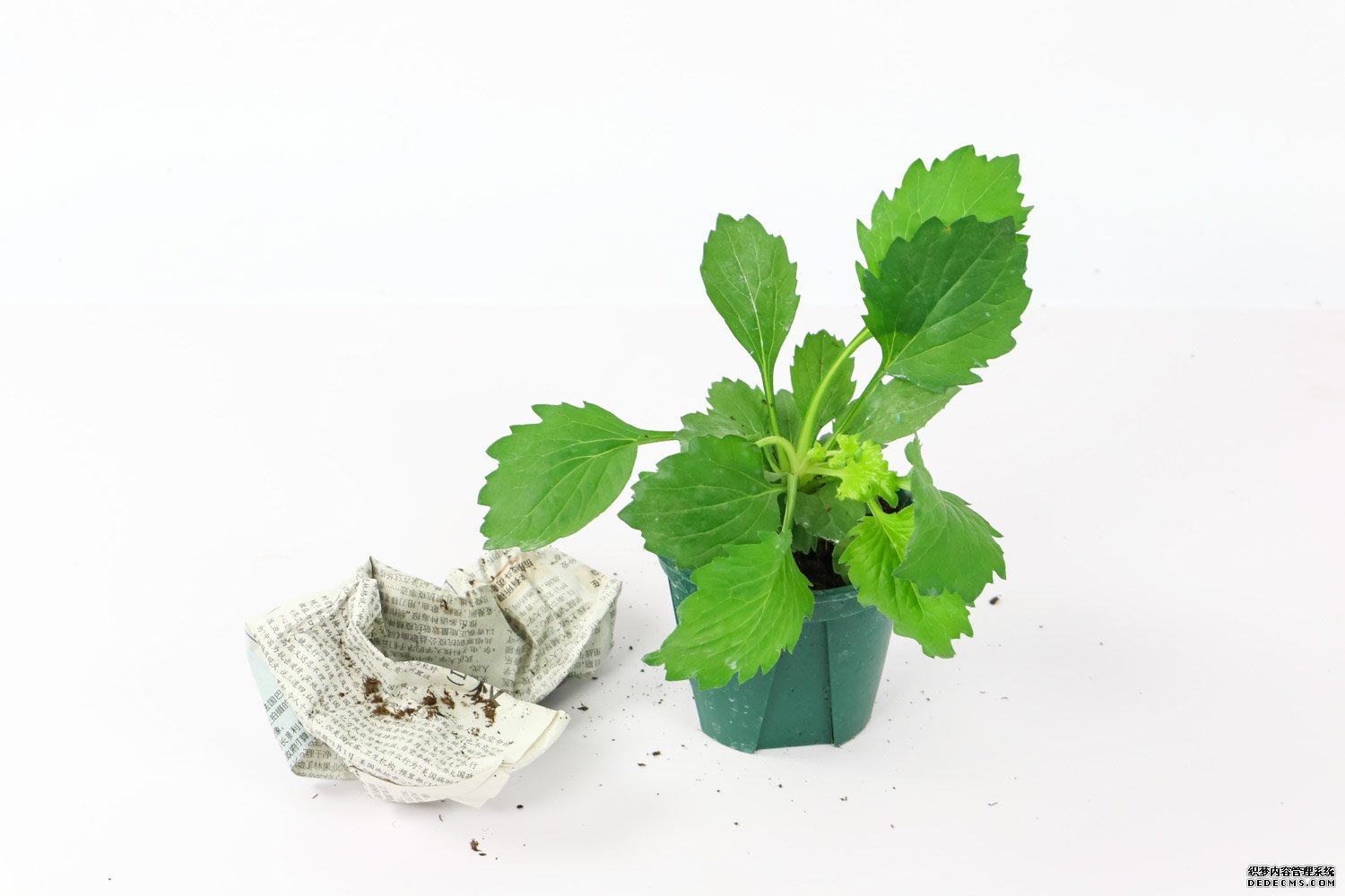 玫红色翠菊