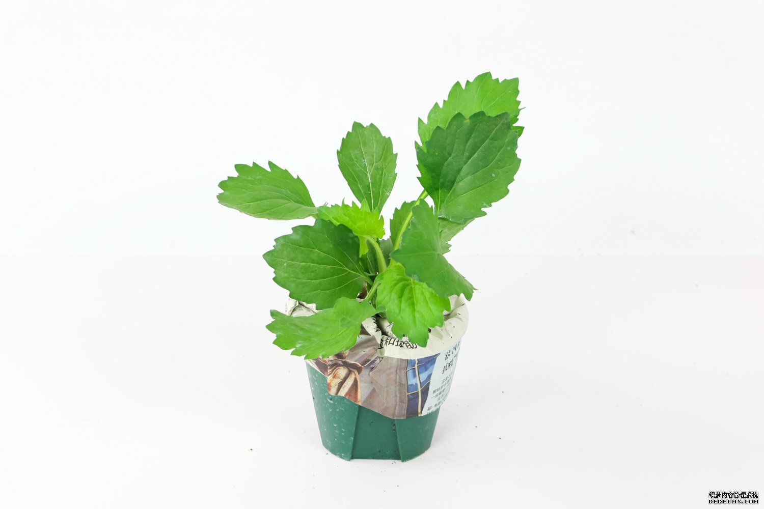 一年生紫菀——翠菊