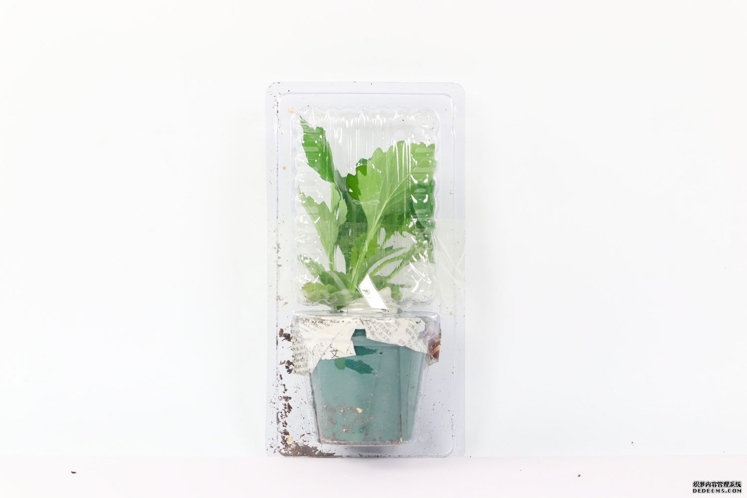 翠菊近景