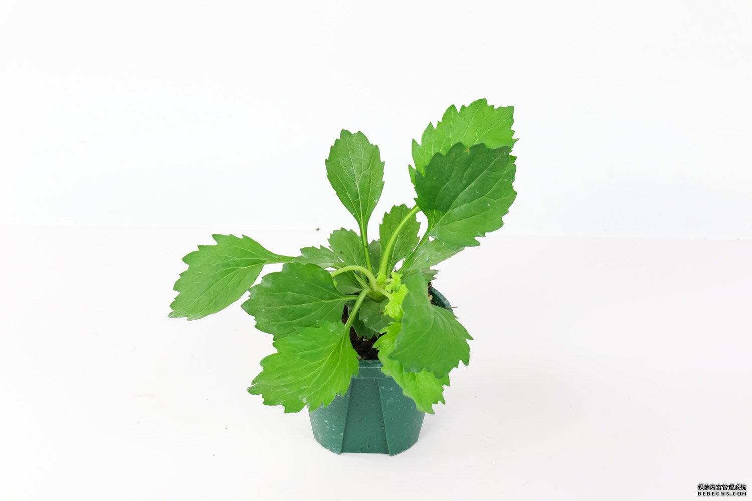 一年生紫菀