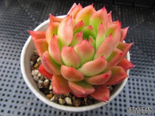 相府莲图片