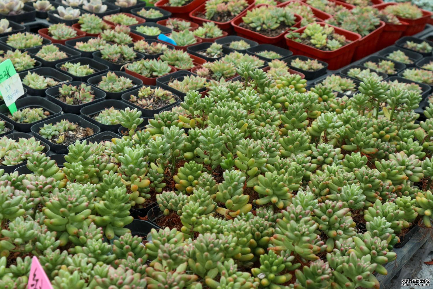 大珠小珠落玉盘——虹之玉老桩