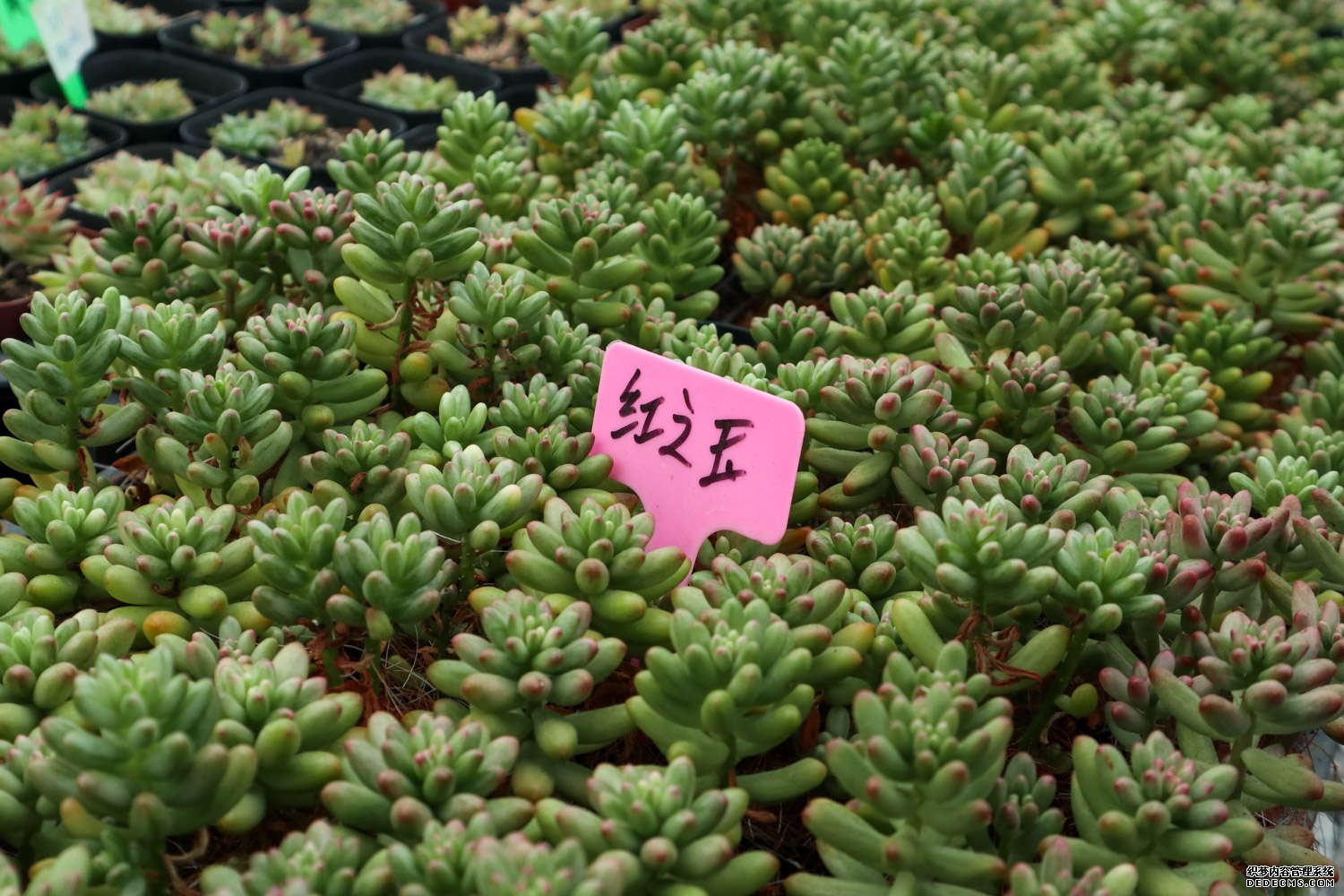 虹之玉老桩的图片