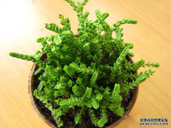 方鳞绿塔图片