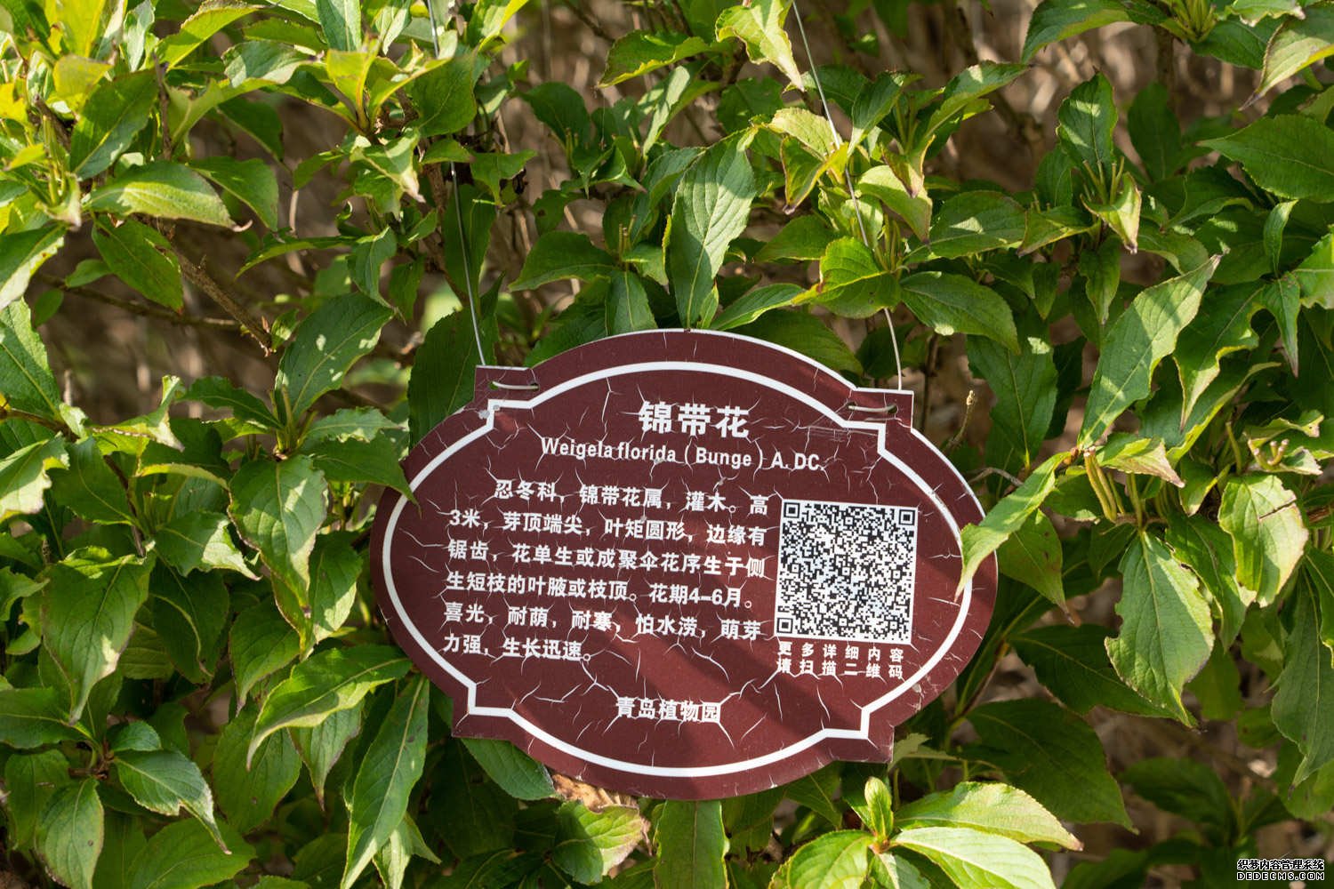 白色的锦带花