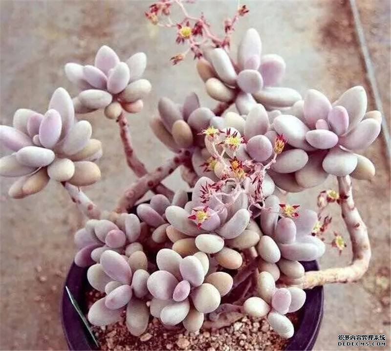 桃之卵老桩这是要开花？