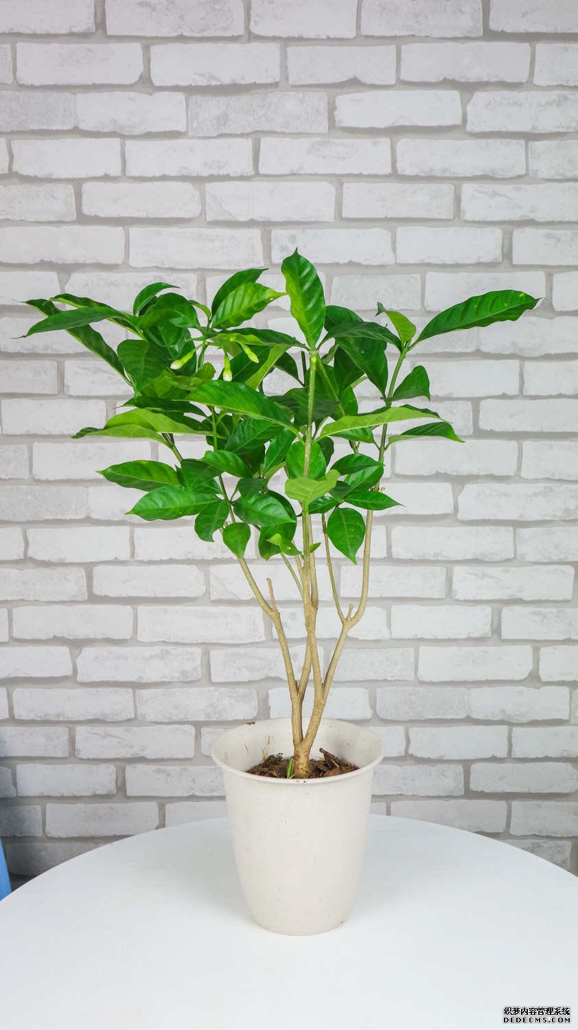狗牙花的图片
