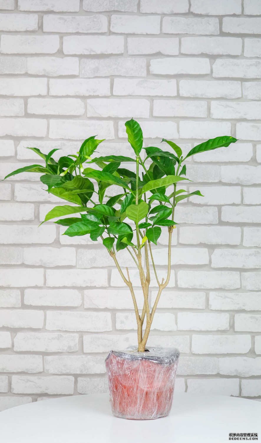 狗牙花的美图