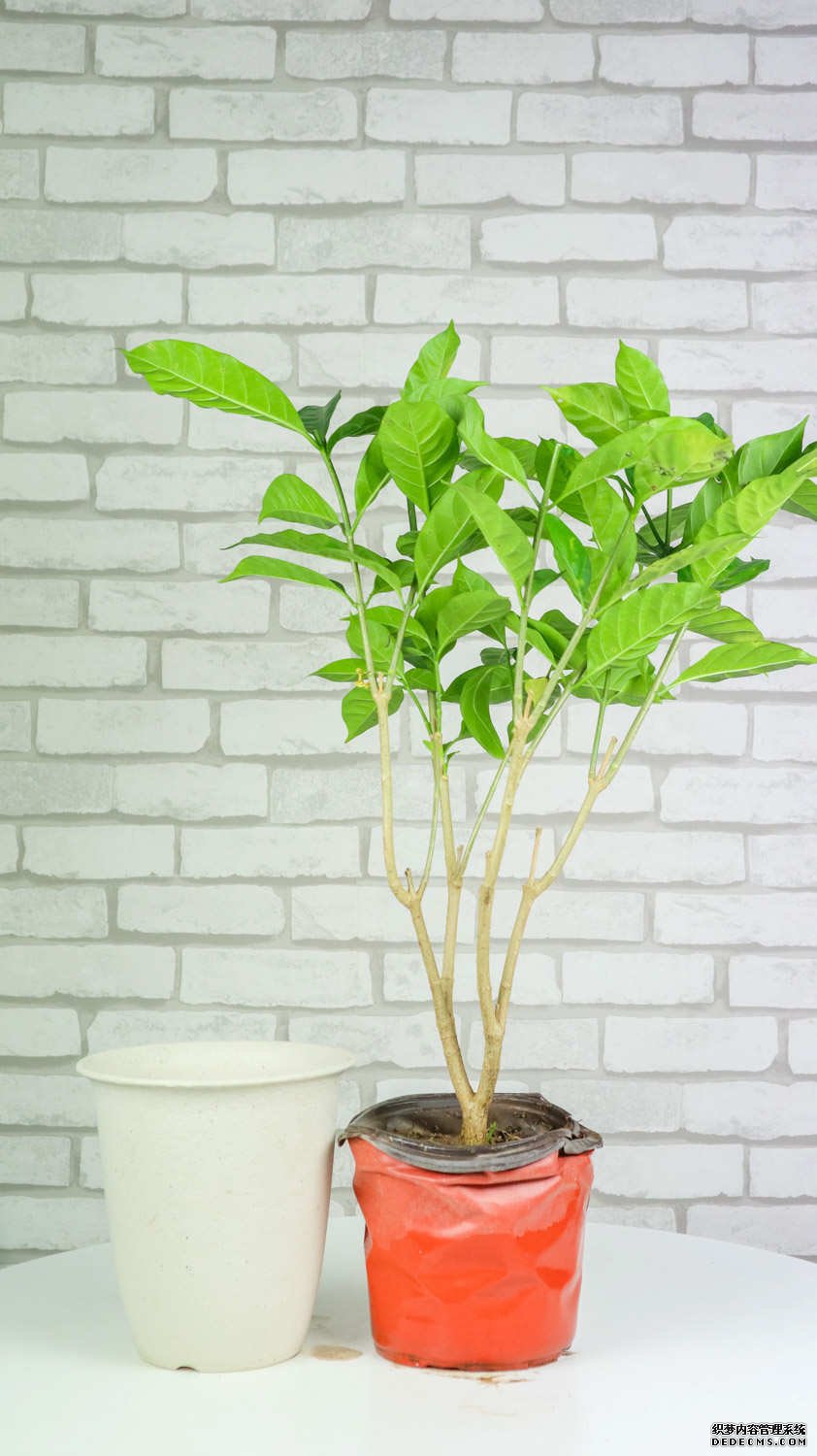 狗牙花