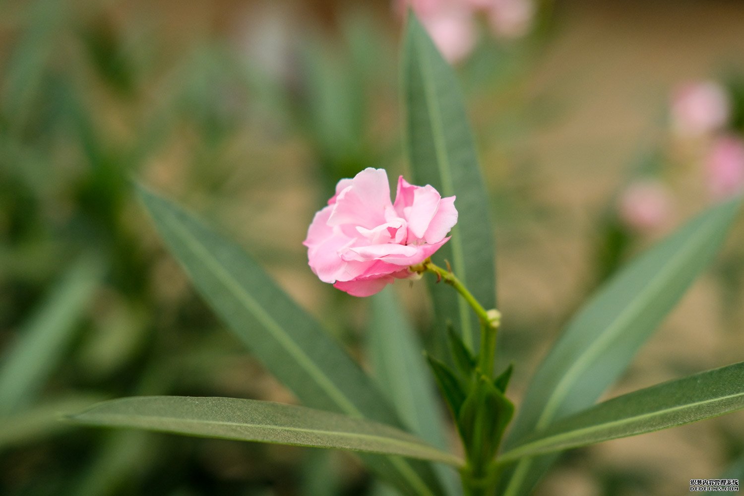 夹竹桃开花啦