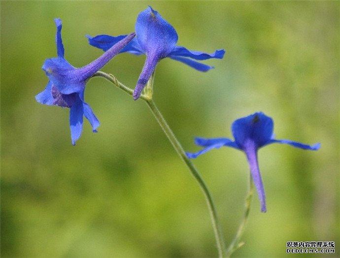 飞翔的蓝雀花