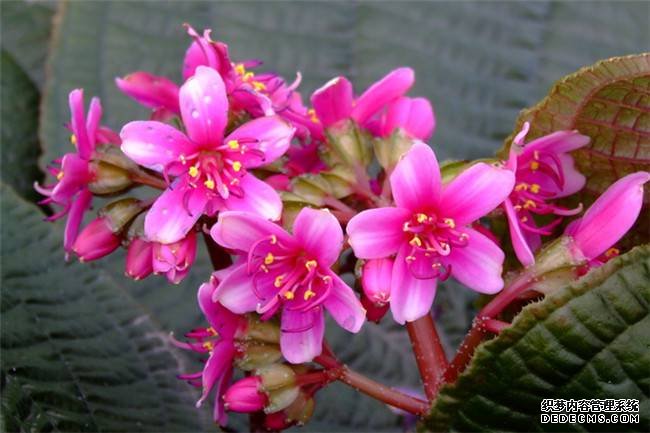 虎颜花