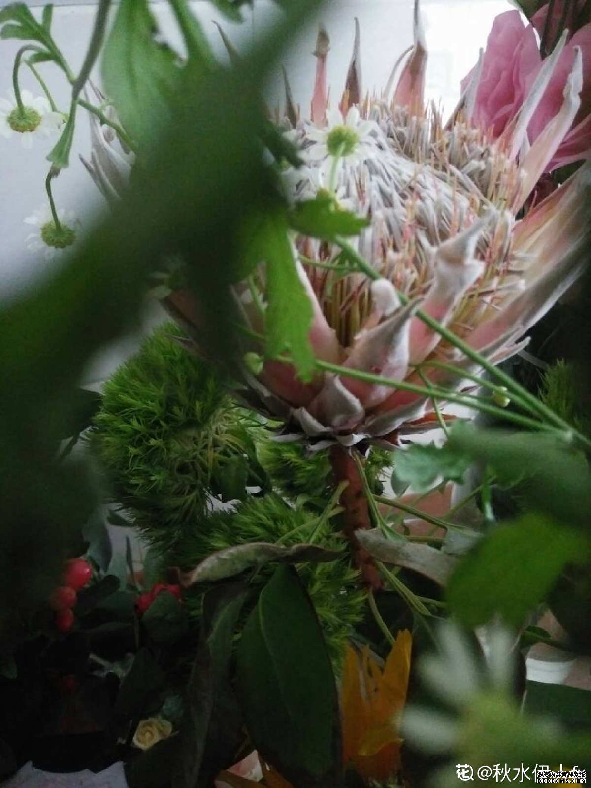 木百合花