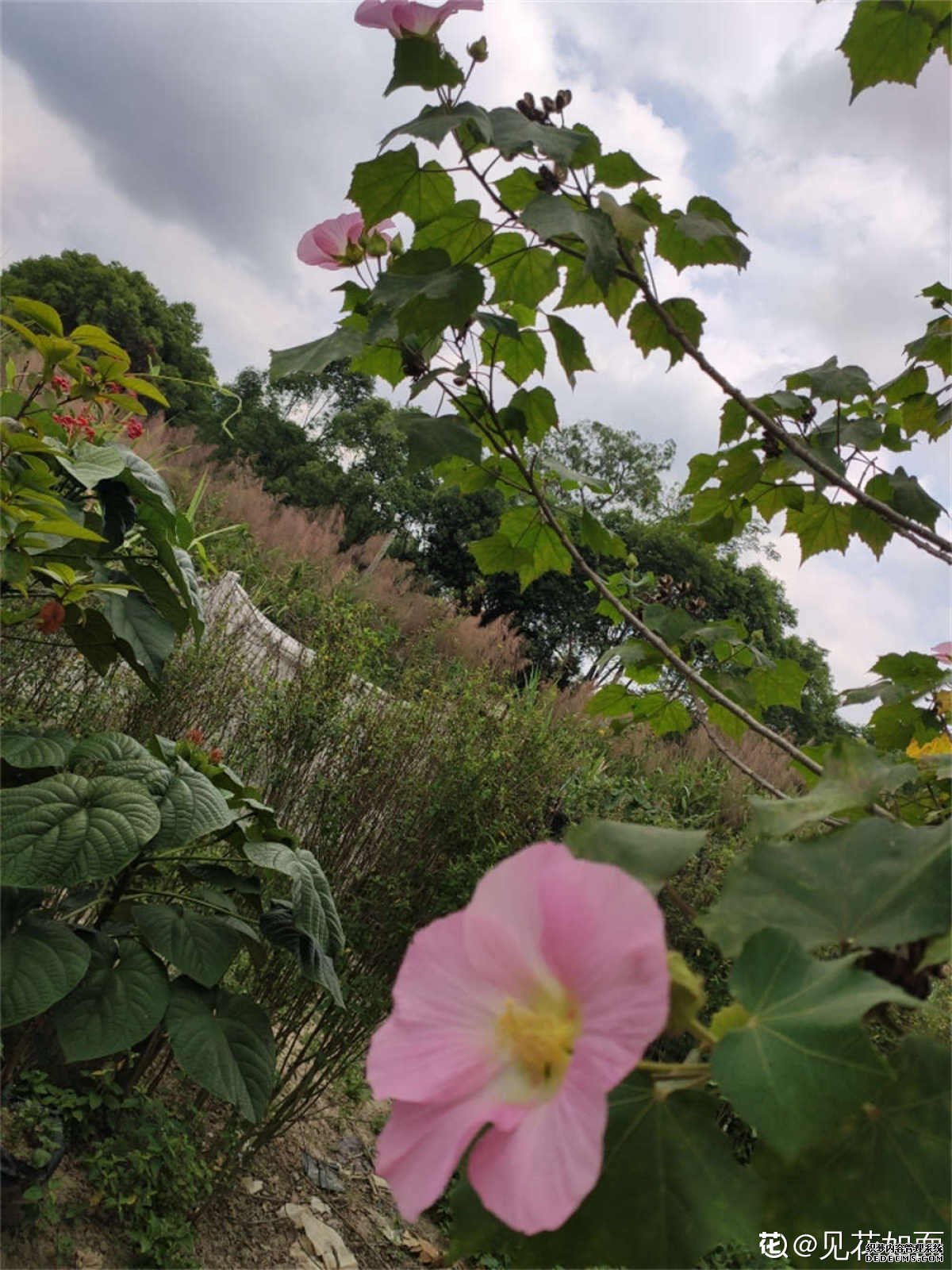 娇艳的木芙蓉花