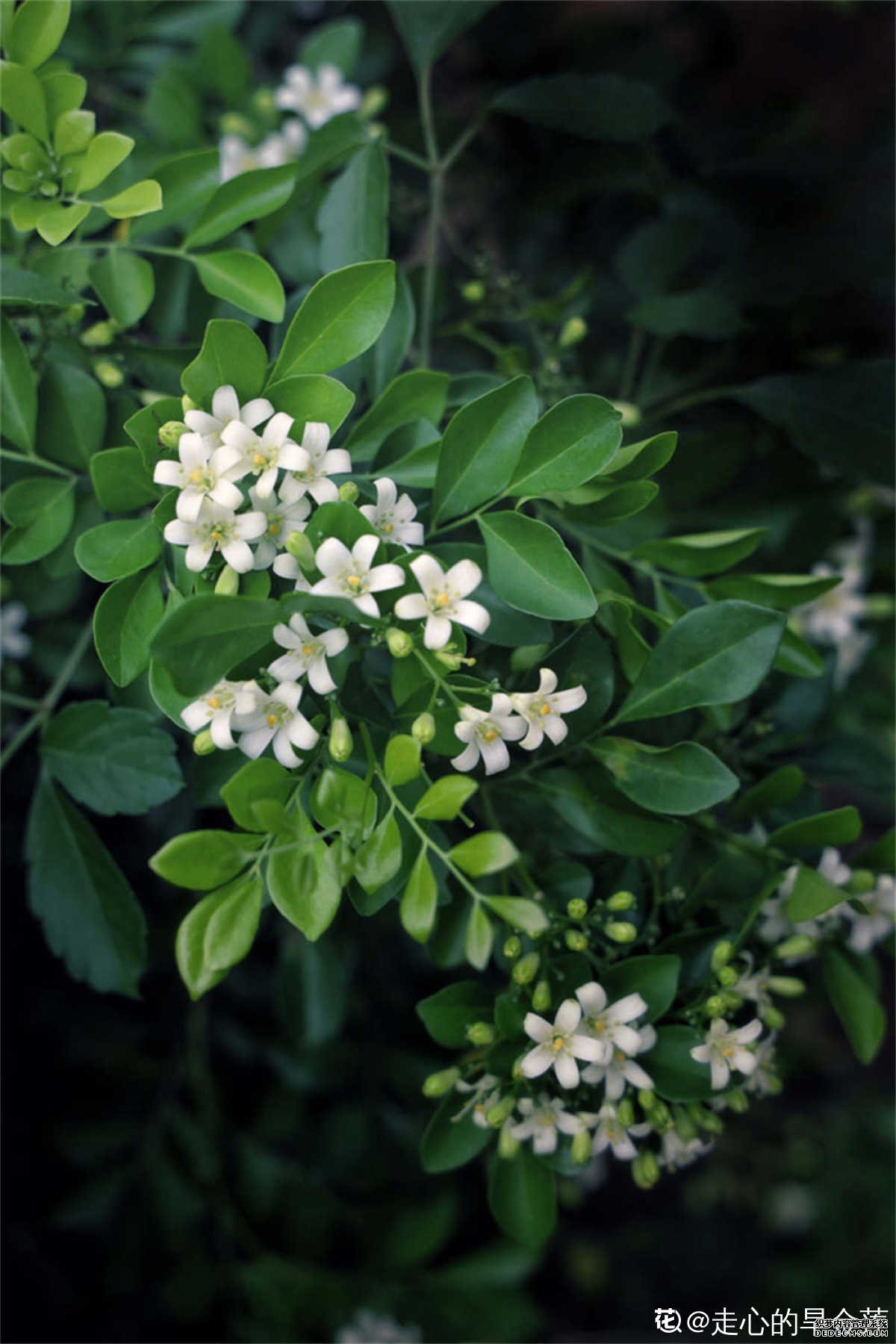 七里香花不及你