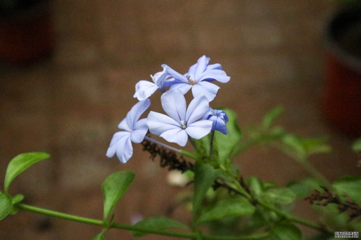 模糊 蓝花丹