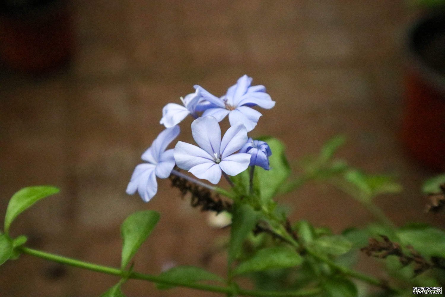 蓝美人蓝花丹